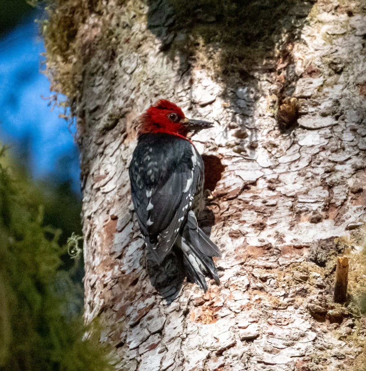 datel červenoprsý - ML636957044