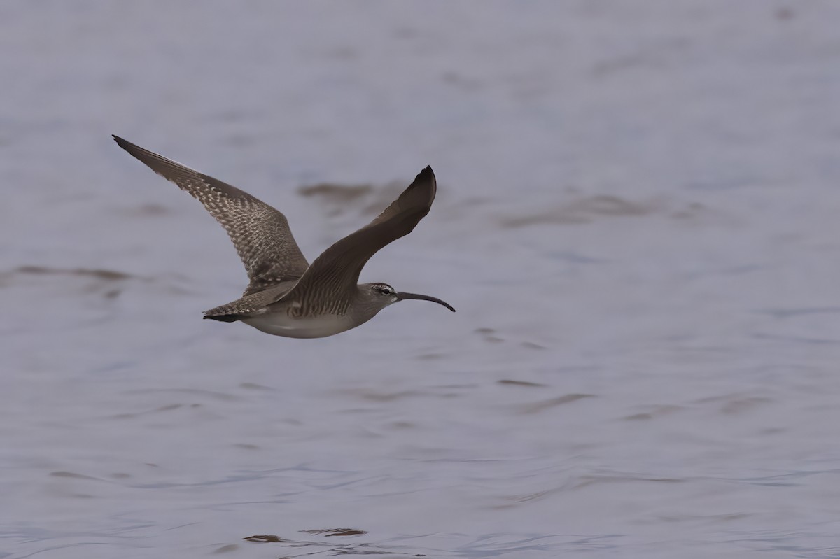 Hudsonian Whimbrel - ML636957062