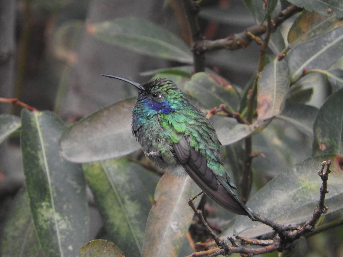 Mexican Violetear - ML636957073