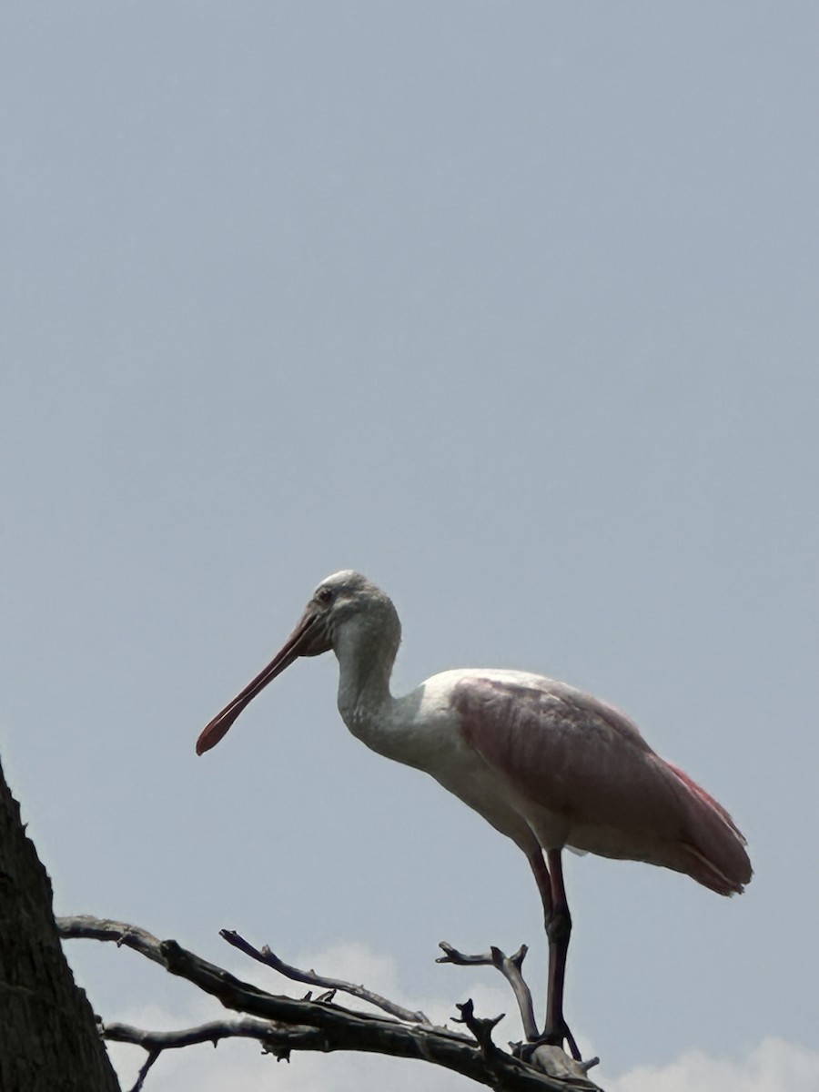 Roseate Spoonbill - ML636957218
