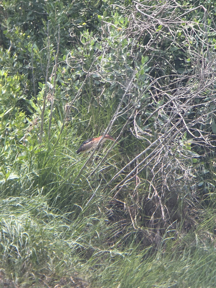 Least Bittern - ML636957236
