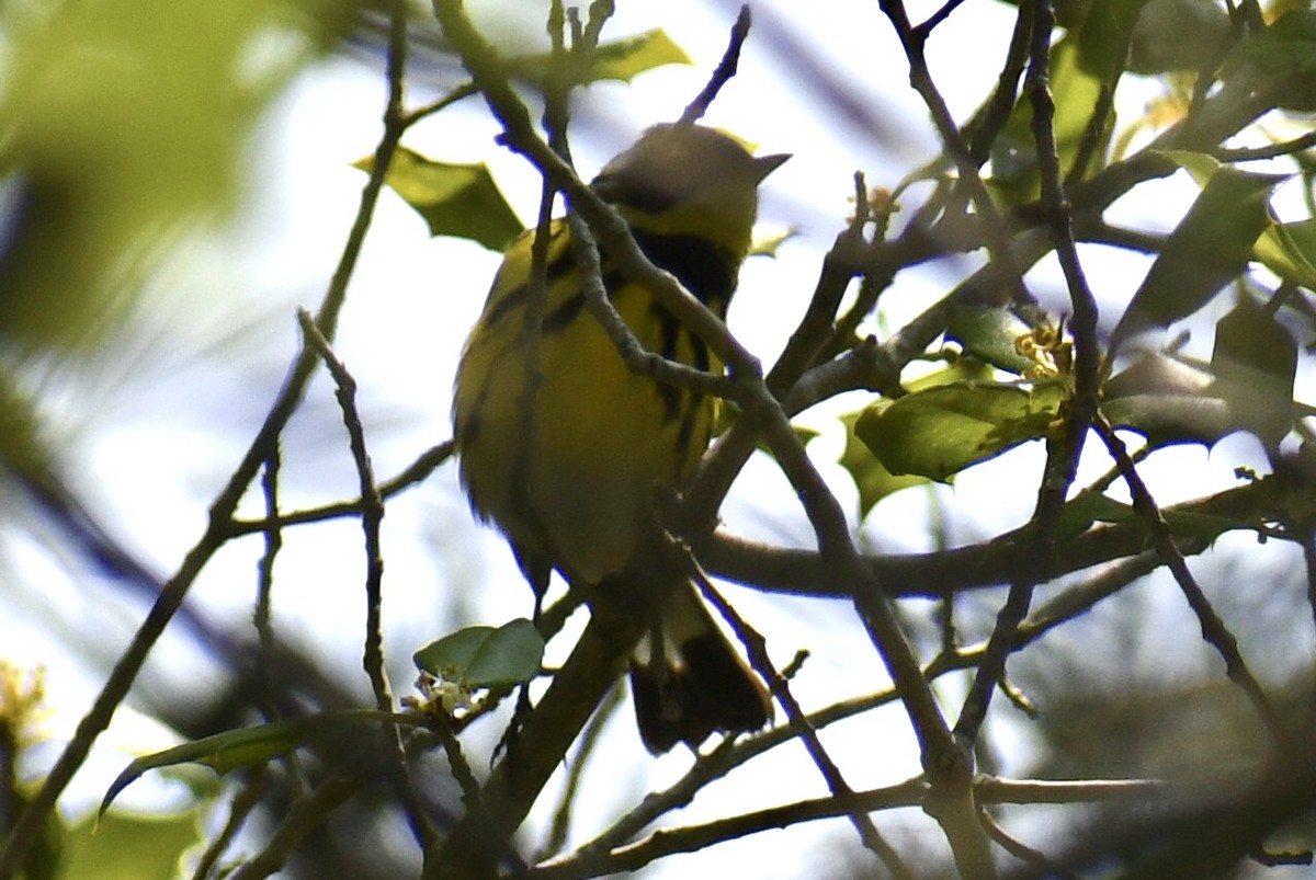 Magnolia Warbler - ML636957239