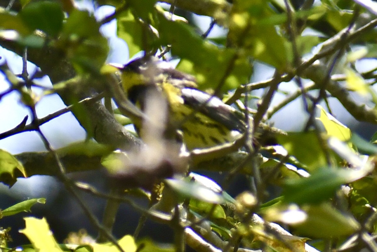 Magnolia Warbler - ML636957240