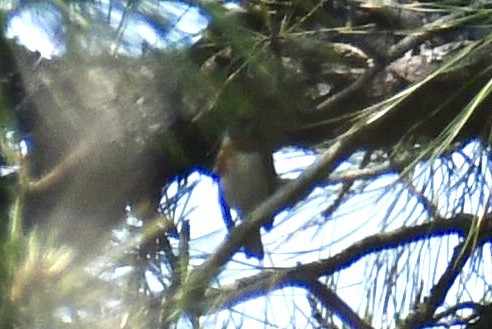 Bay-breasted Warbler - ML636957289