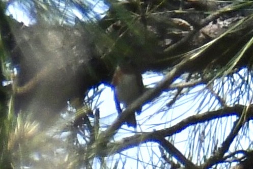 Bay-breasted Warbler - ML636957290