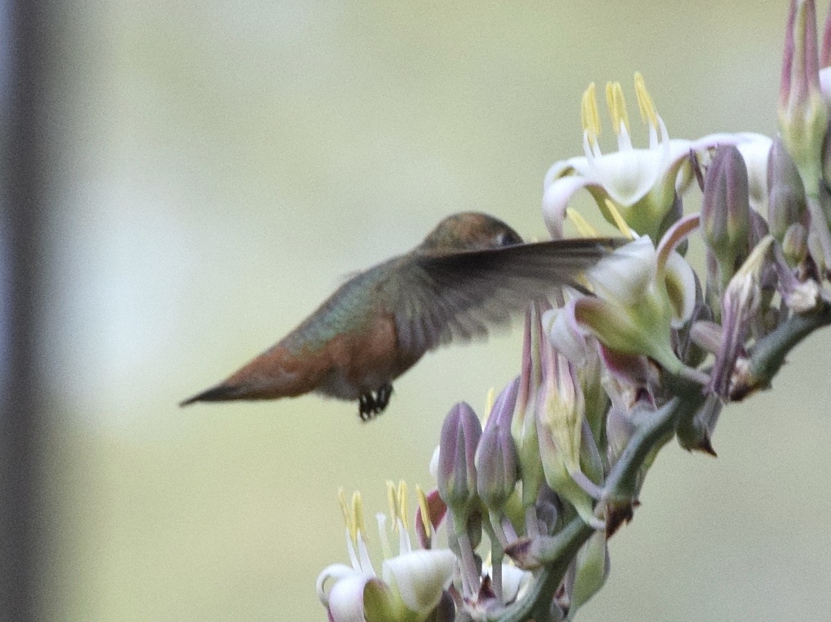 Allen's Hummingbird - ML636957378