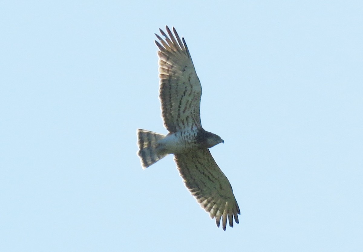 Short-toed Snake-Eagle - ML636957423
