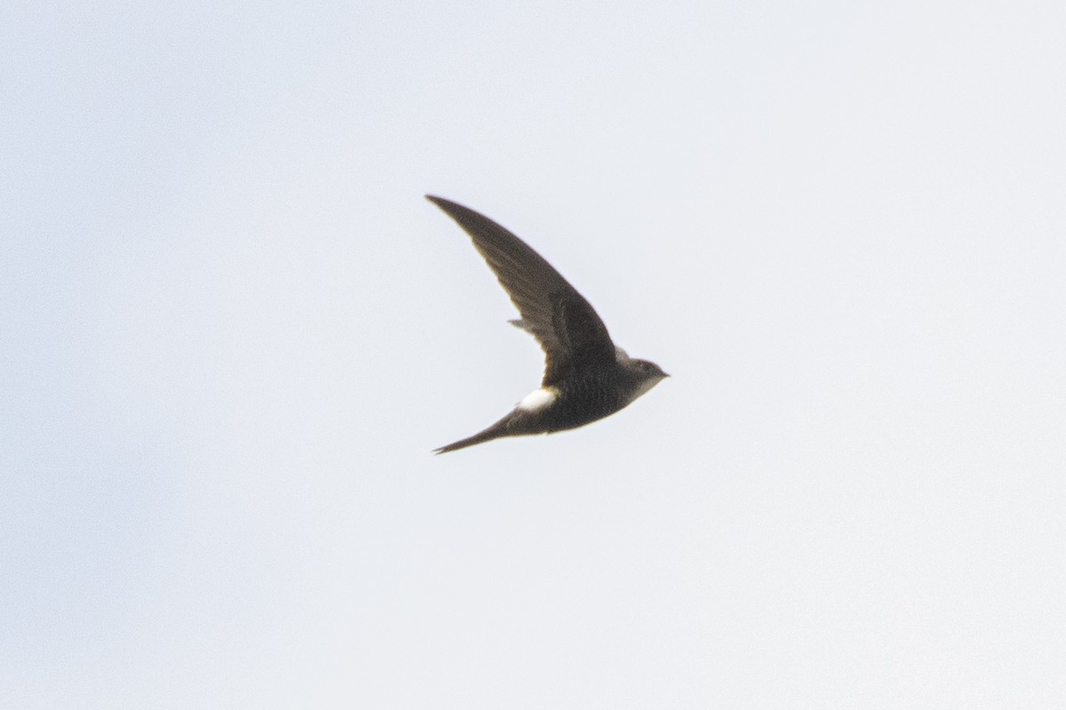 Pacific Swift - ML636957541