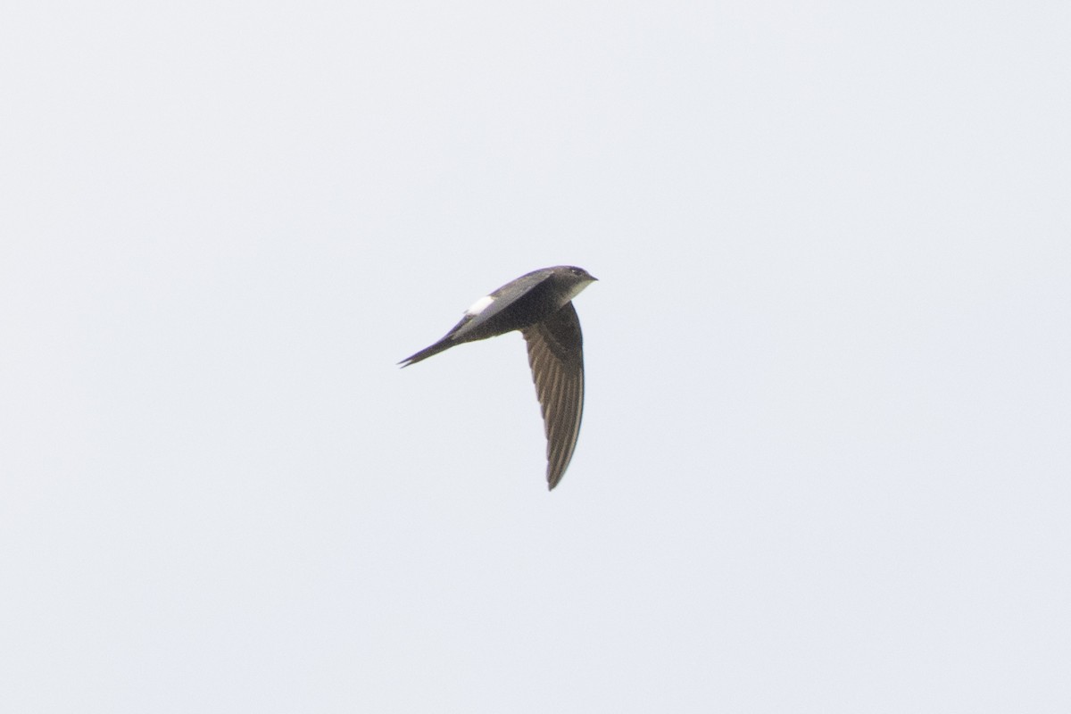 Pacific Swift - ML636957542