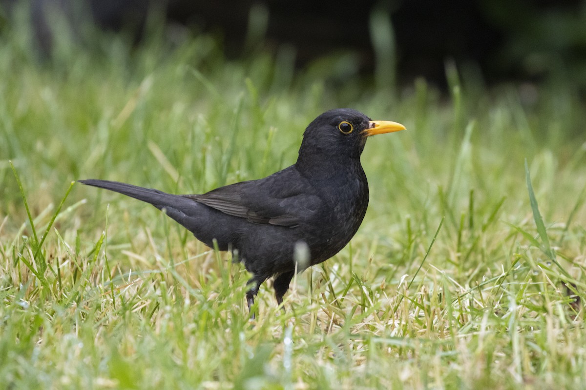 Eurasian Blackbird - ML636957547