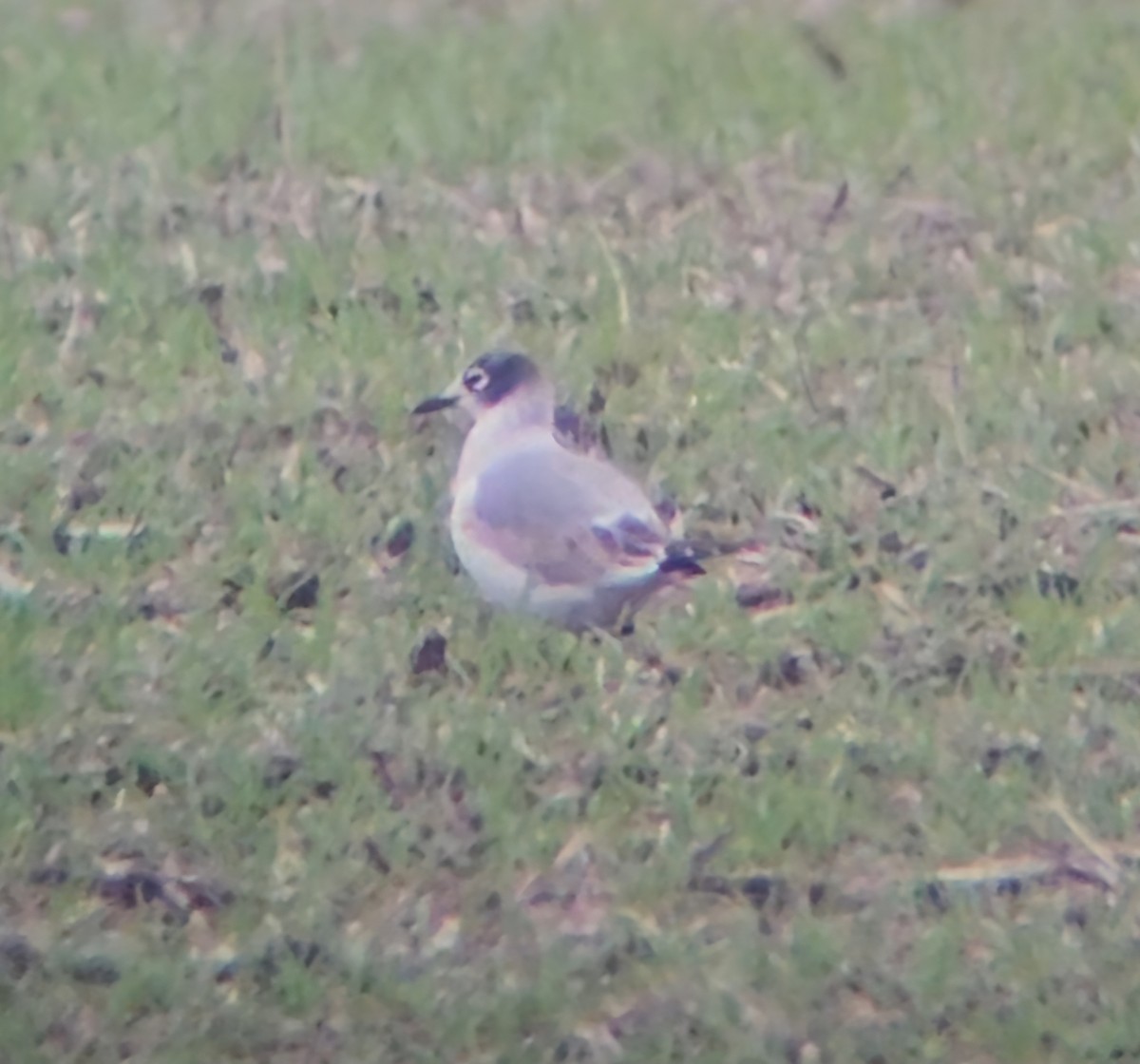 Franklin's Gull - ML636957556