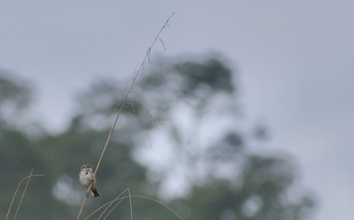 Sierra Madre Sparrow - ML636957583