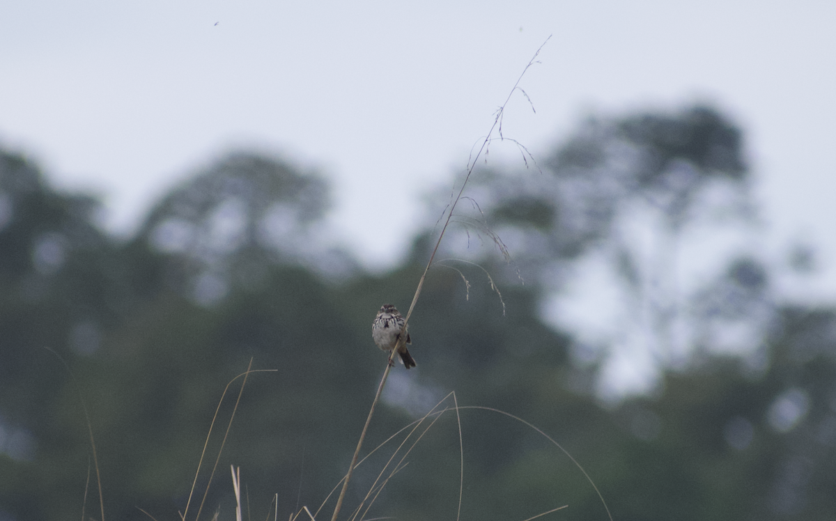 Sierra Madre Sparrow - ML636957584