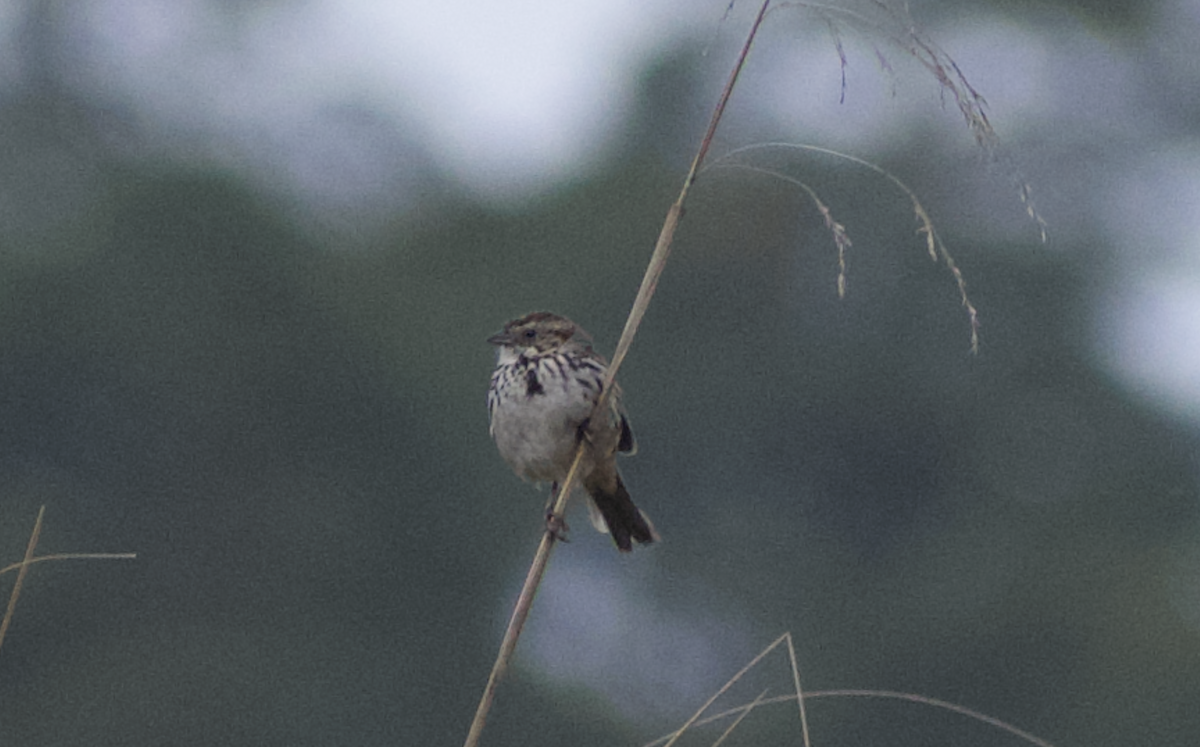 Sierra Madre Sparrow - ML636957585