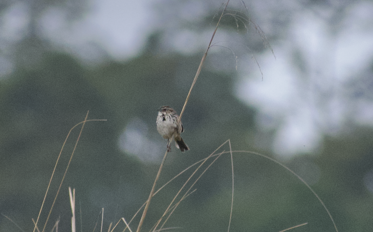 Sierra Madre Sparrow - ML636957586