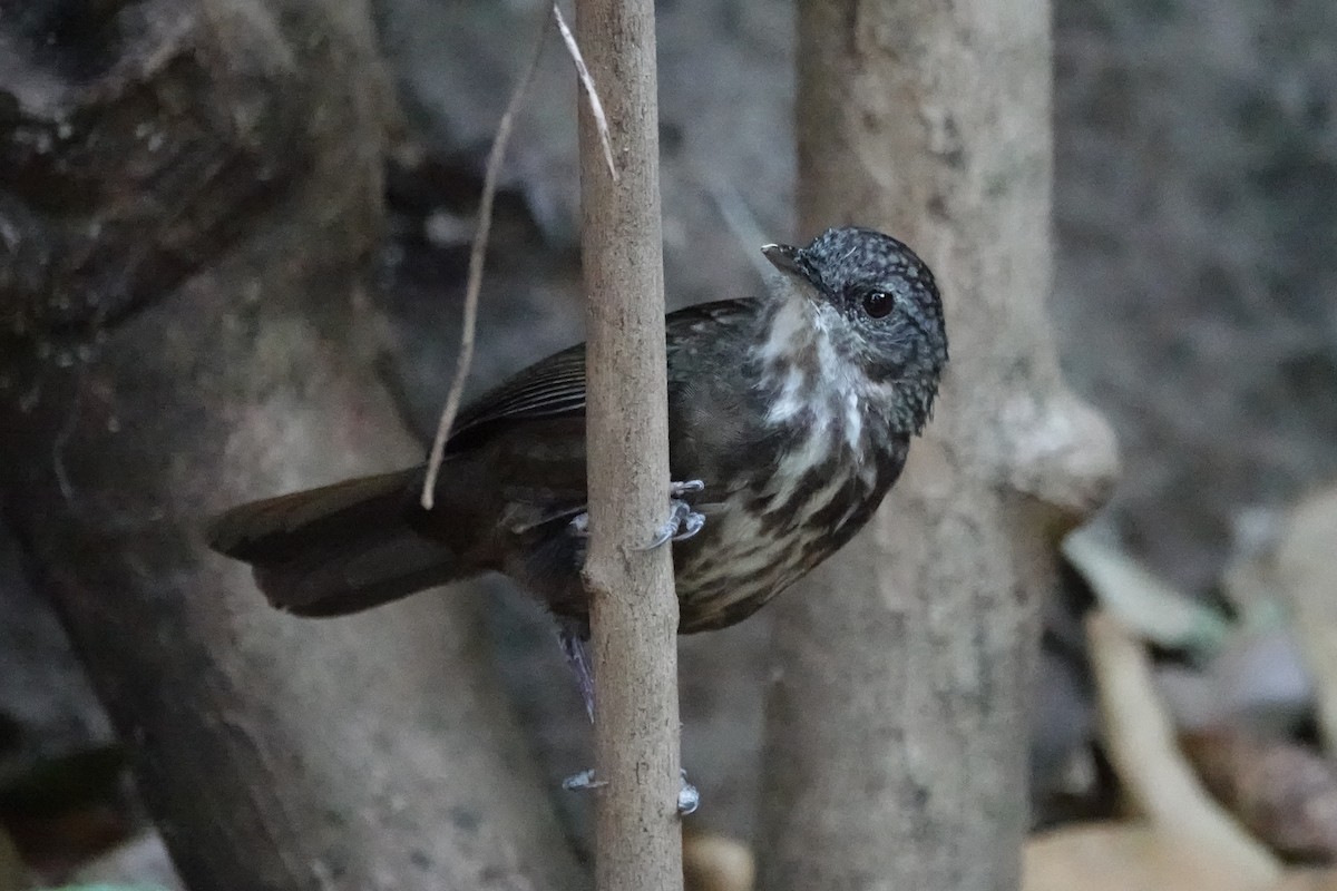 Variable Limestone Babbler - ML636957593
