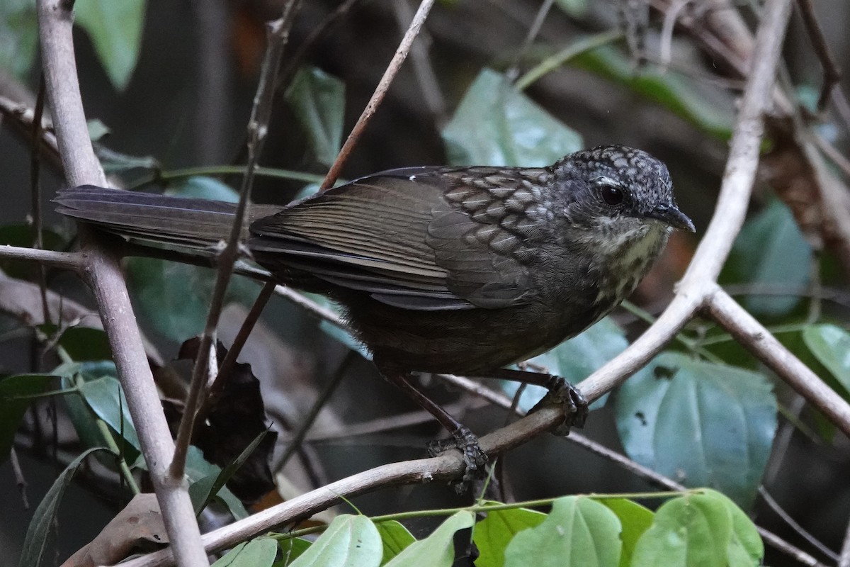 Variable Limestone Babbler - ML636957594