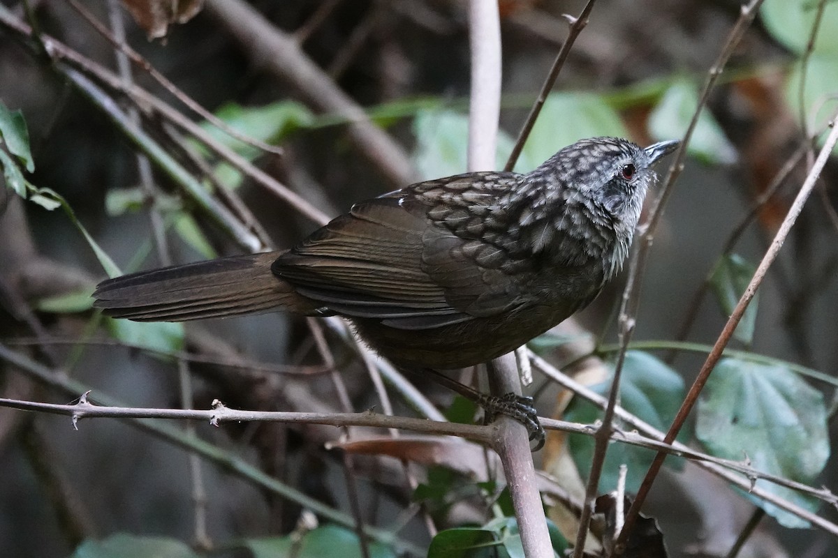 Variable Limestone Babbler - ML636957596