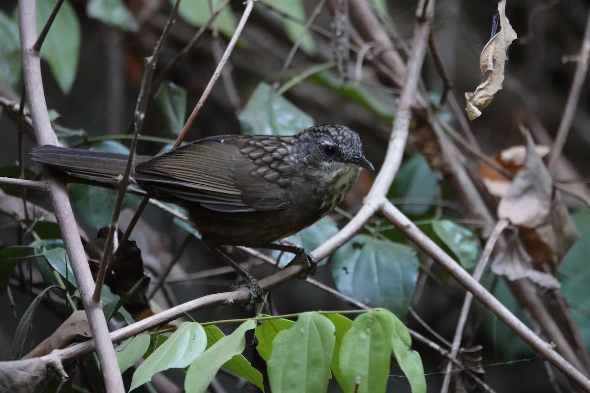 Variable Limestone Babbler - ML636957597