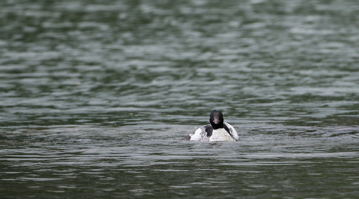 Common Merganser (North American) - Jay McGowan