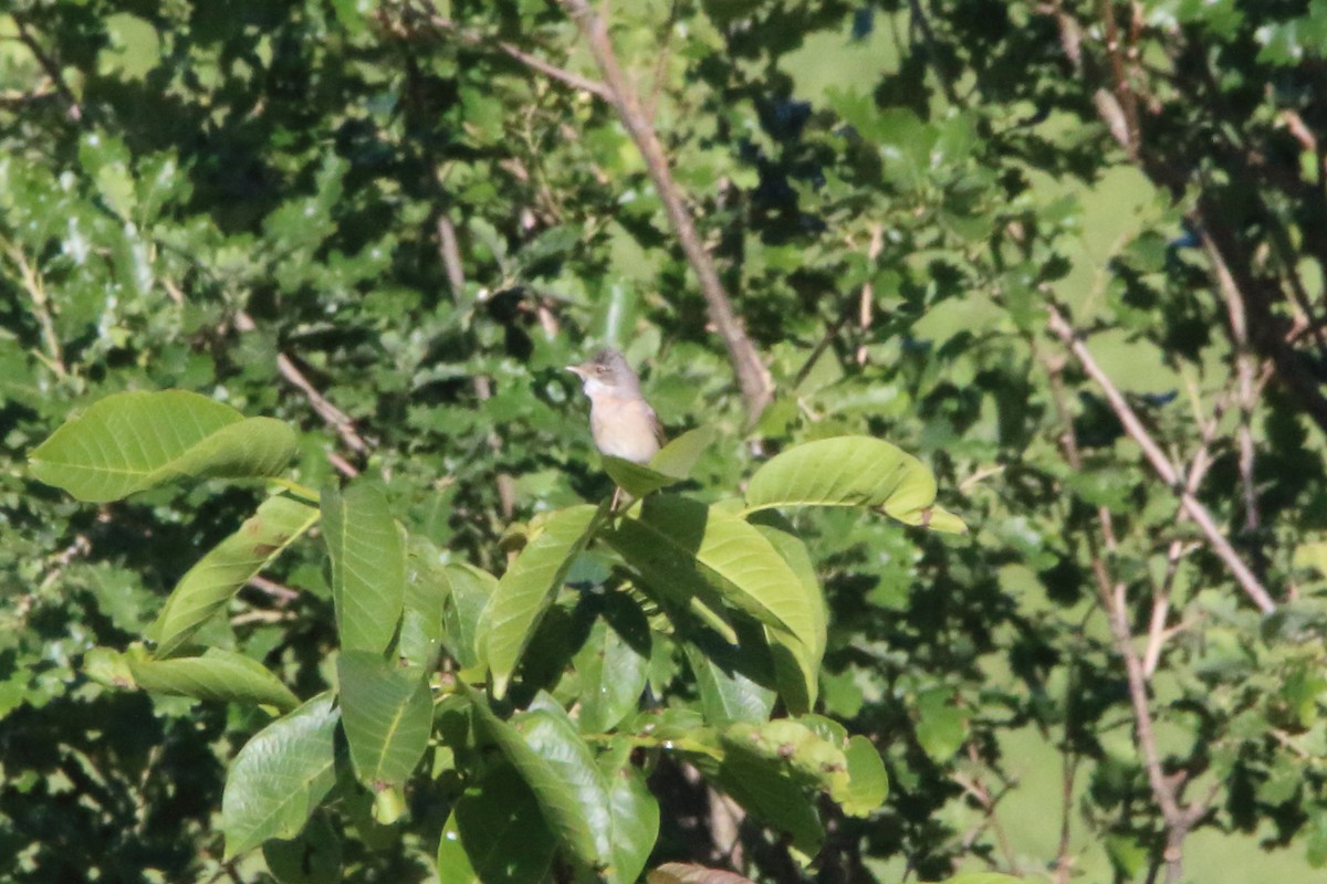 Greater Whitethroat - ML636957625