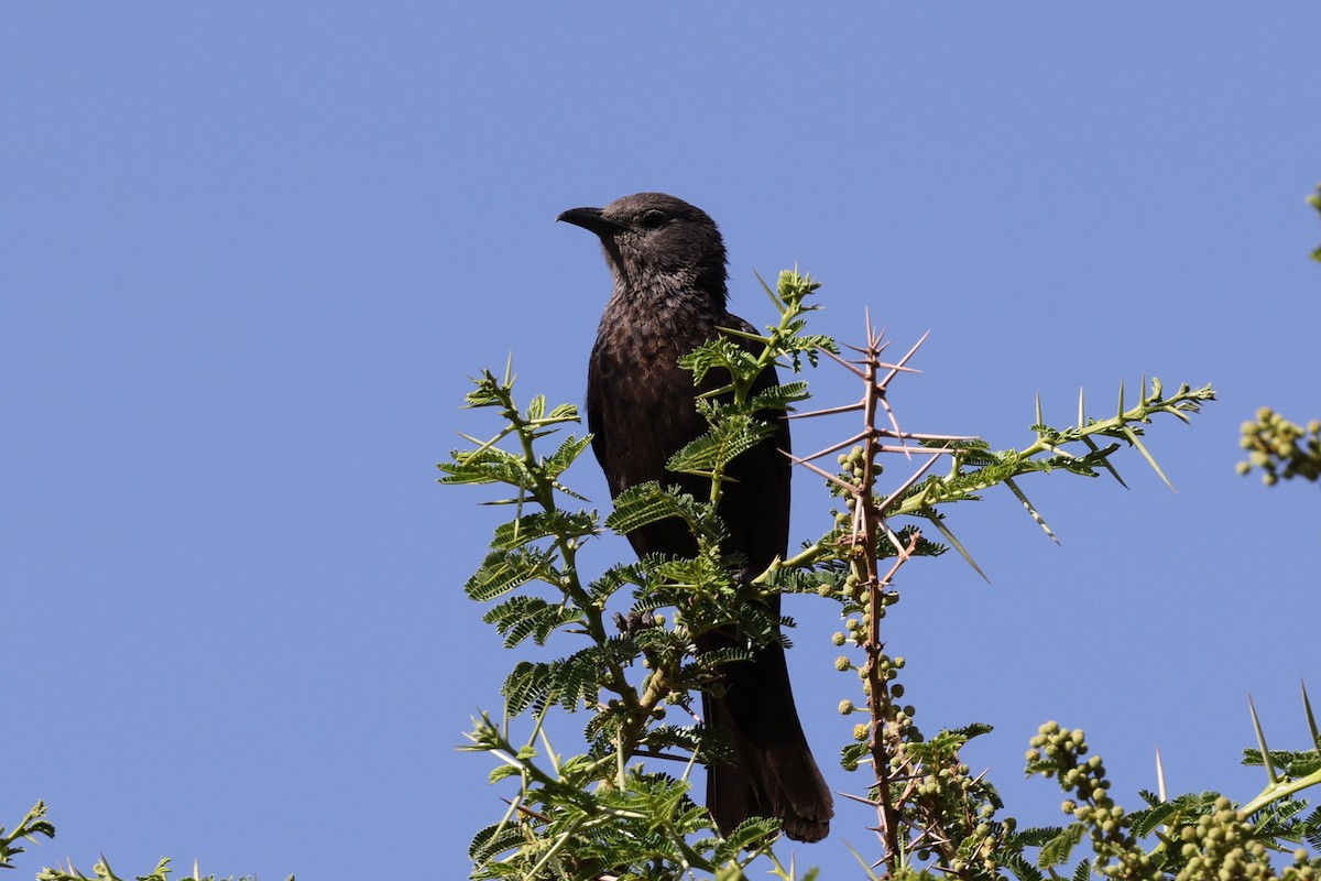 Tristram's Starling - ML636957642
