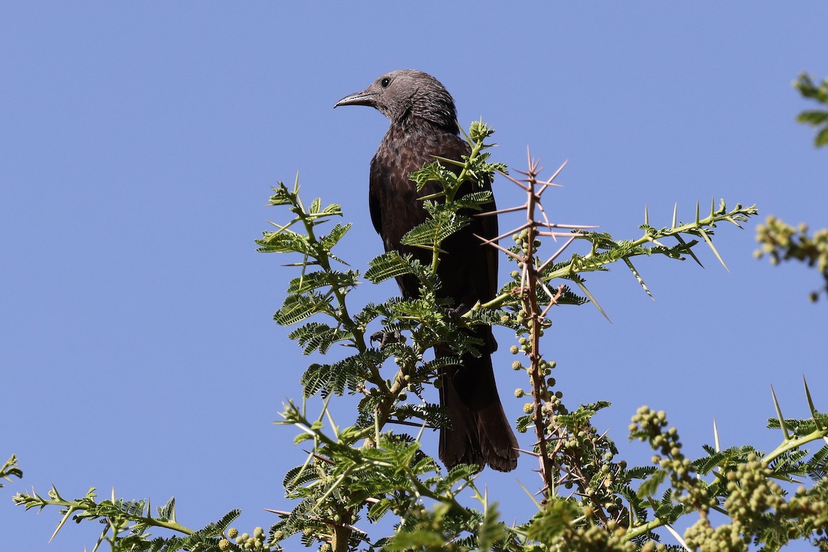 Tristram's Starling - ML636957643