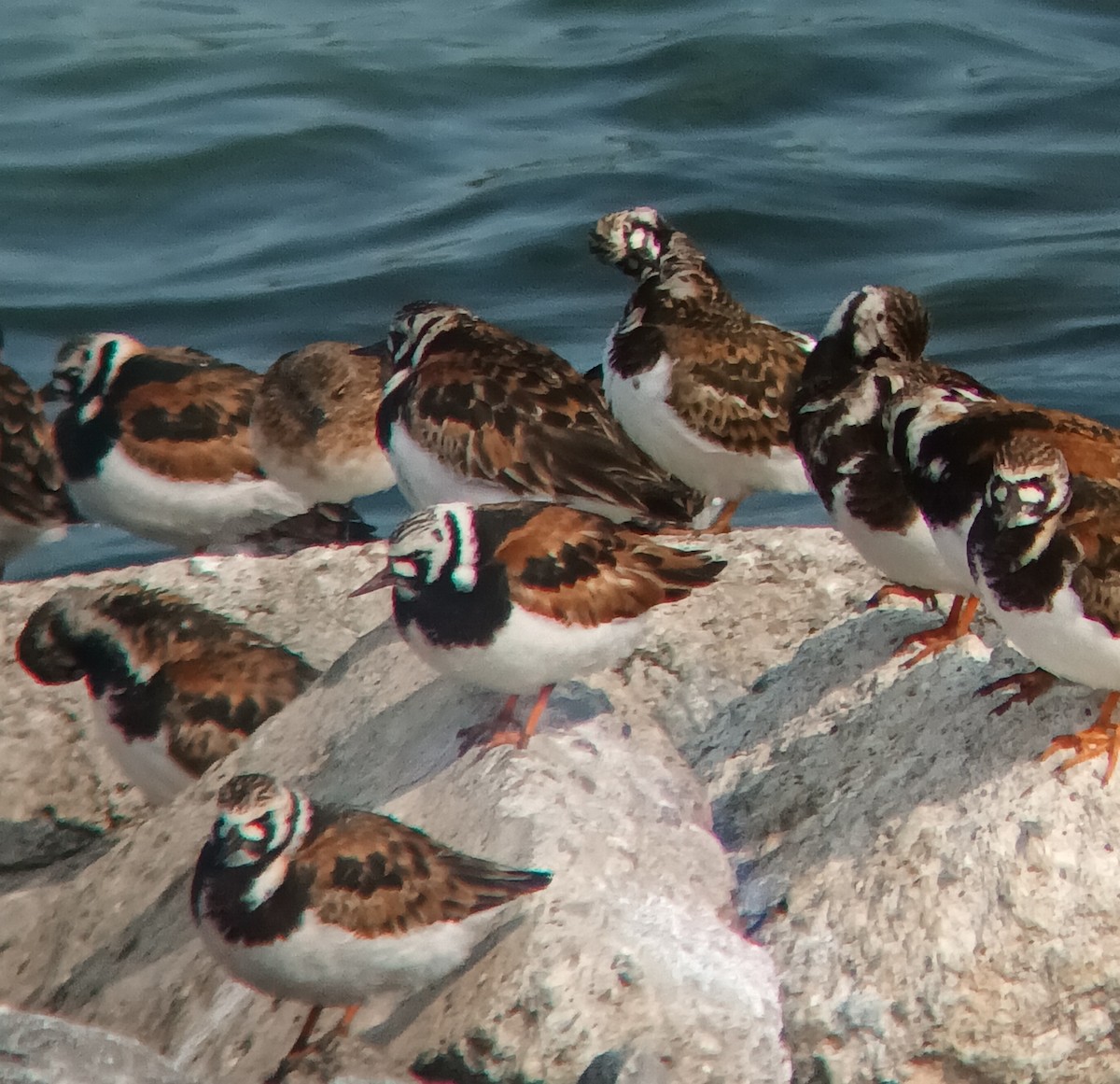 kamenáček pestrý - ML636957644