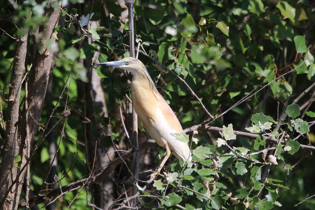 Squacco Heron - ML636957646