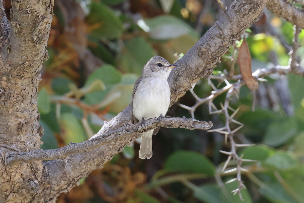 Gambaga Flycatcher - ML636957648