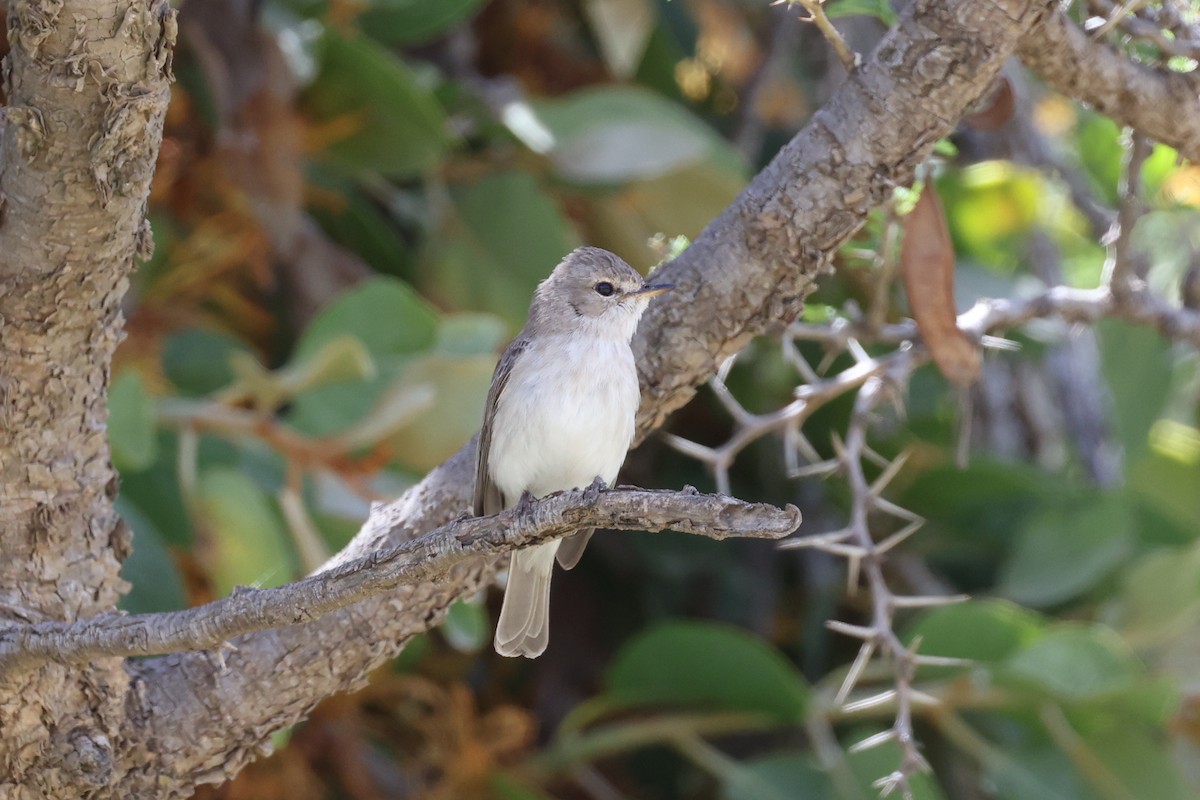 Gambaga Flycatcher - ML636957649