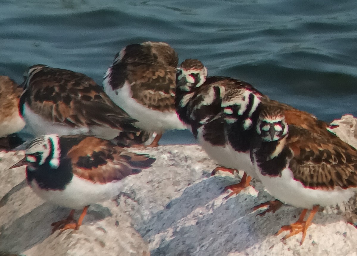 kamenáček pestrý - ML636957683