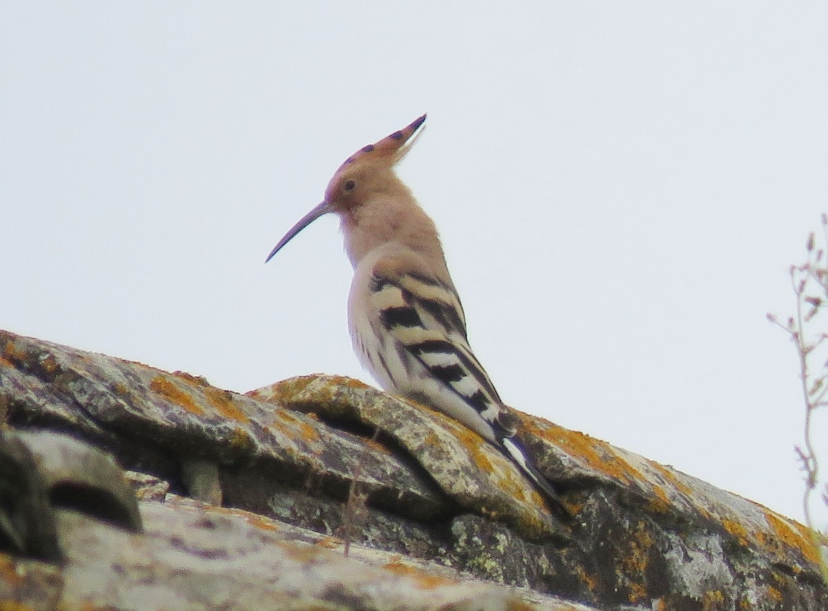 Common Hoopoe - ML636957698