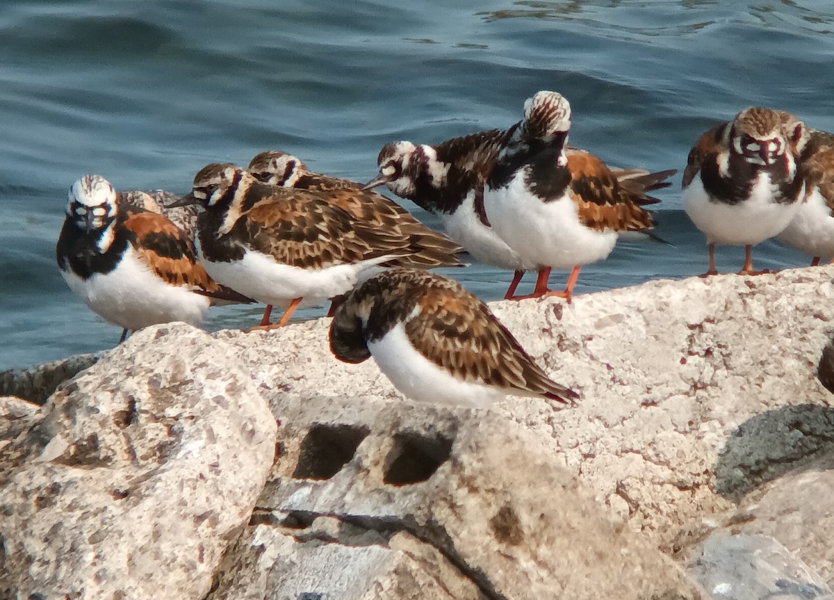 kamenáček pestrý - ML636957699