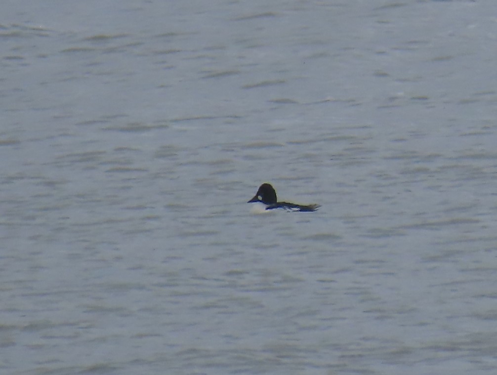 Common Goldeneye - ML636957701