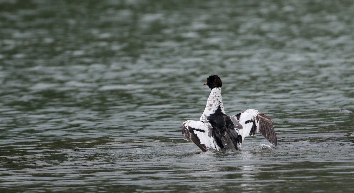 Common Merganser (North American) - Jay McGowan