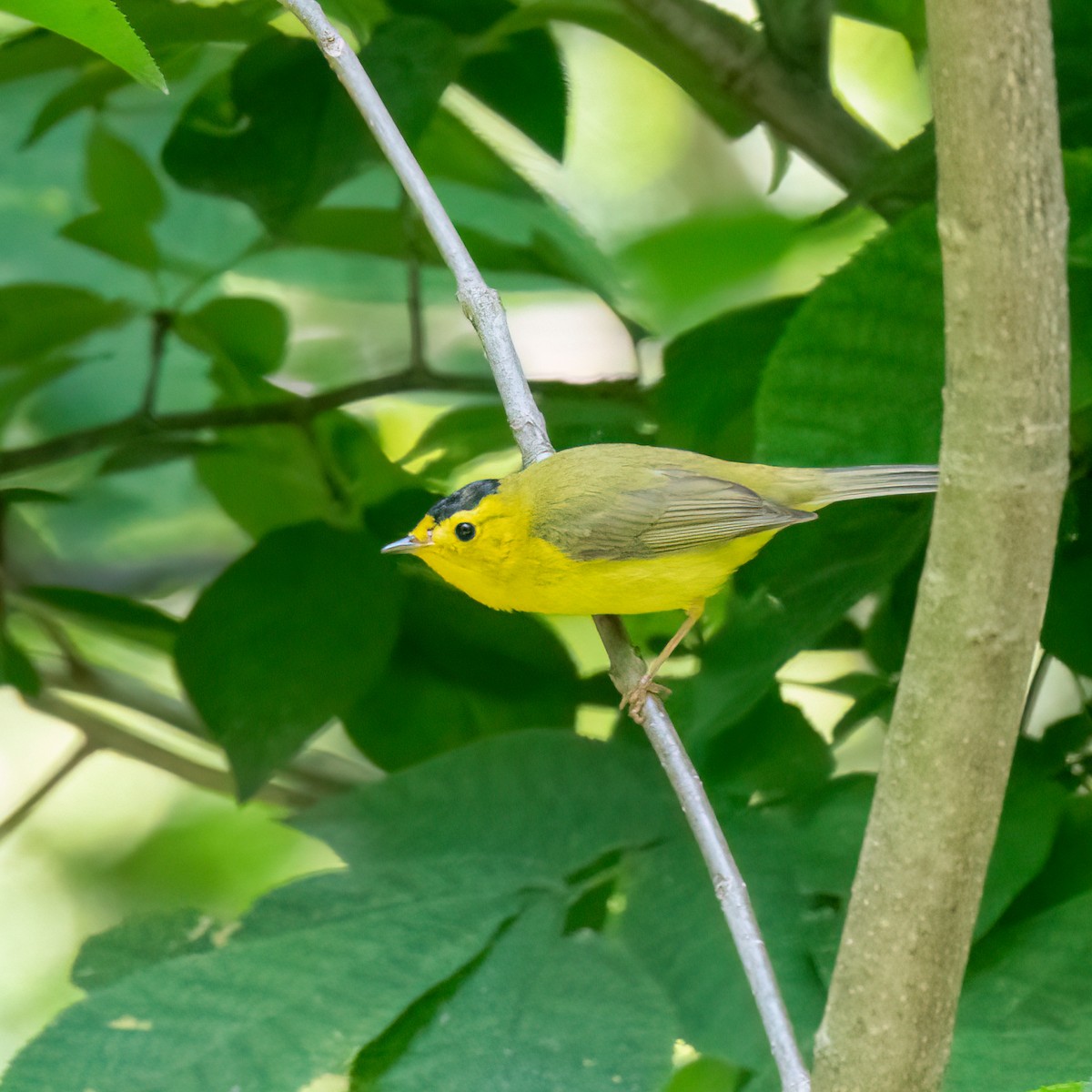 Wilson's Warbler - ML636957710