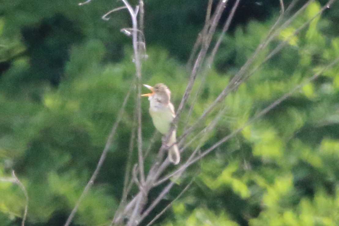 Marsh Warbler - ML636957713