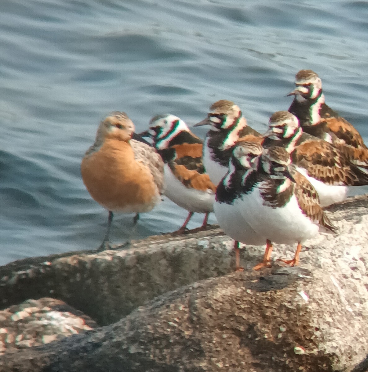 jespák rezavý - ML636957716