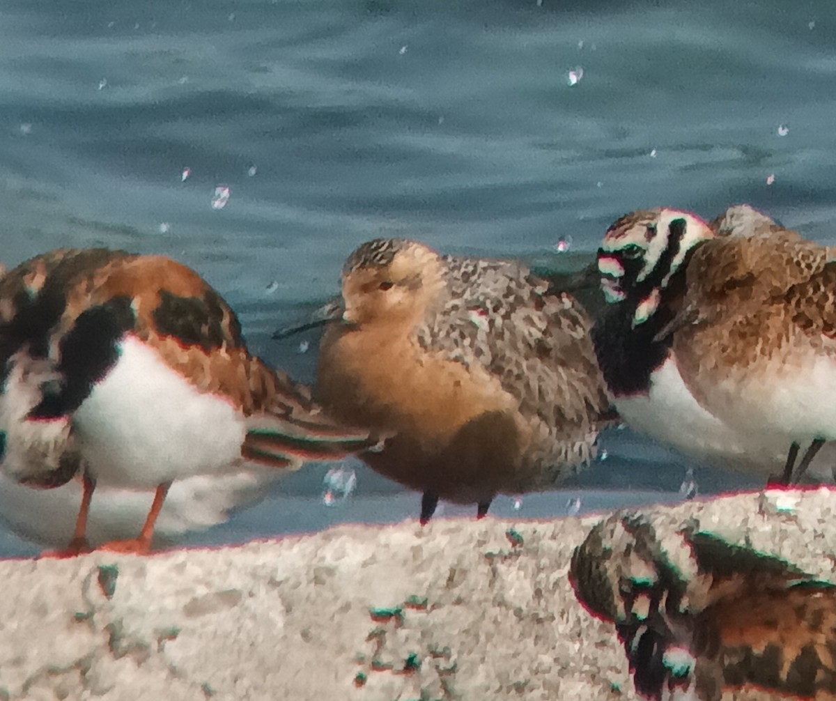 jespák rezavý - ML636957722