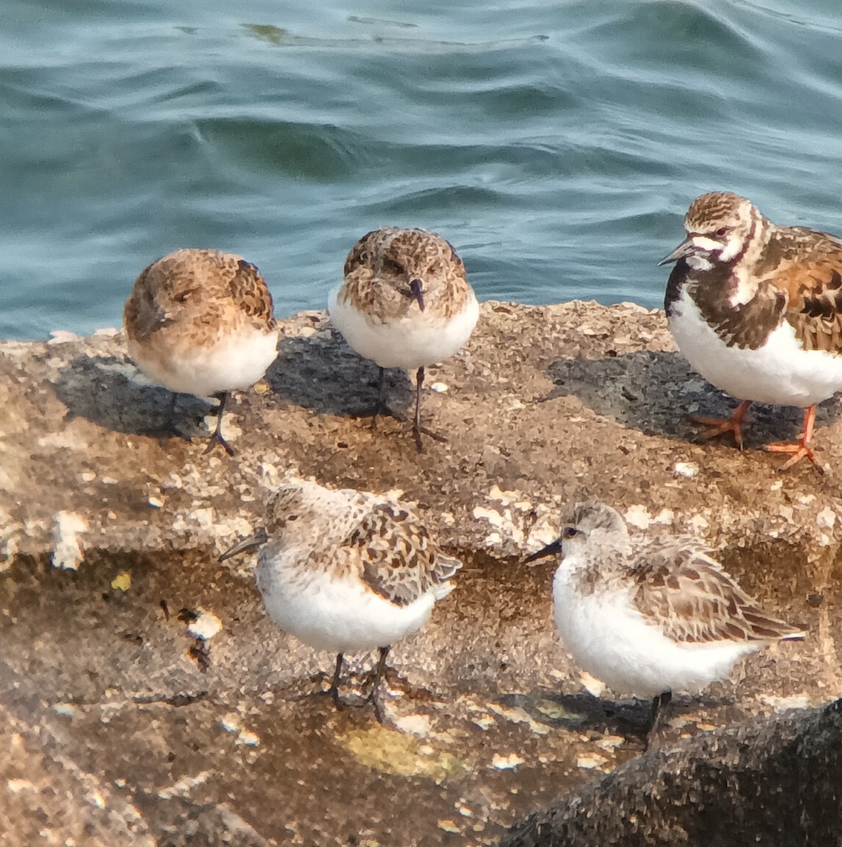 jespák písečný - ML636957724