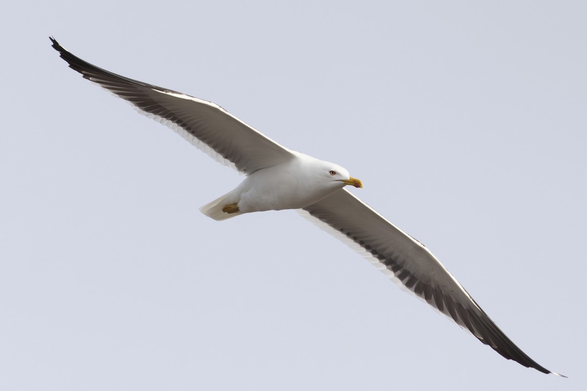 Lesser Black-backed Gull (fuscus) - ML636958046