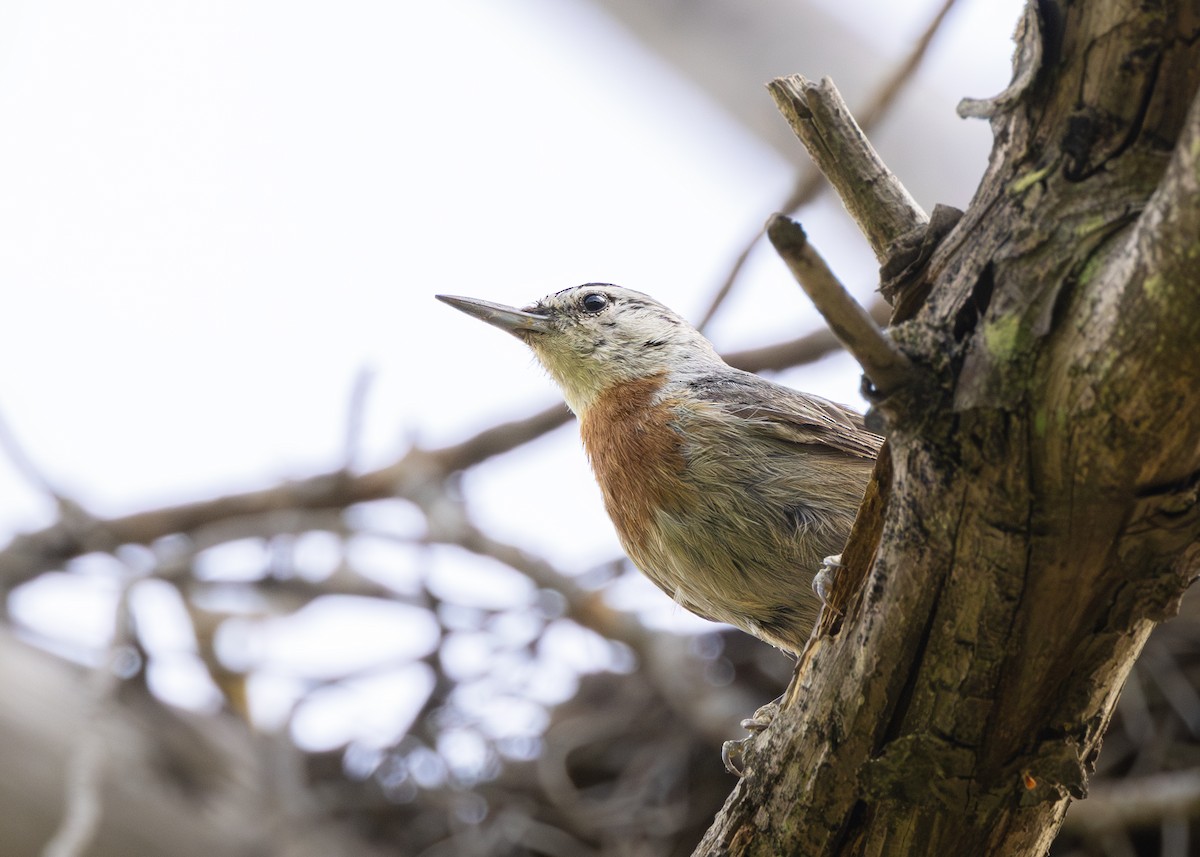 Krüper's Nuthatch - ML636958185