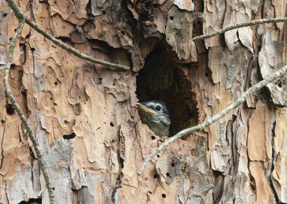 Krüper's Nuthatch - ML636958186