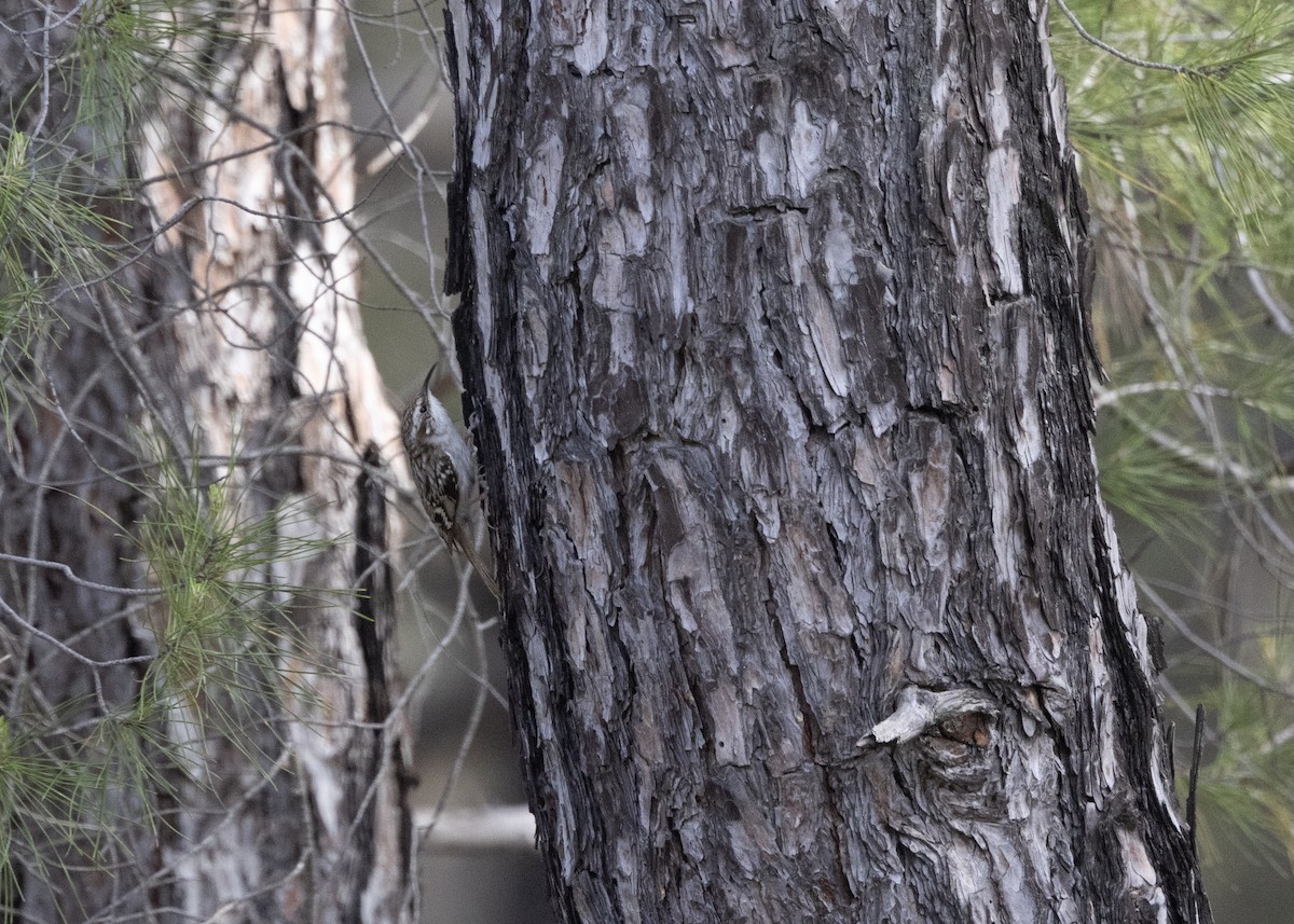 Short-toed Treecreeper - ML636958195