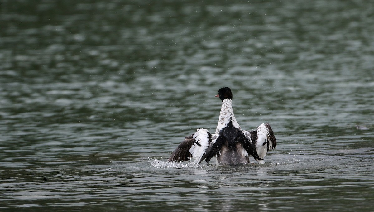 Common Merganser (North American) - Jay McGowan