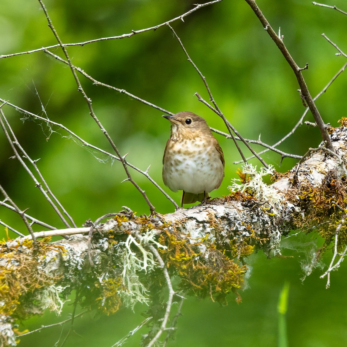 Swainson's Thrush - ML636958214