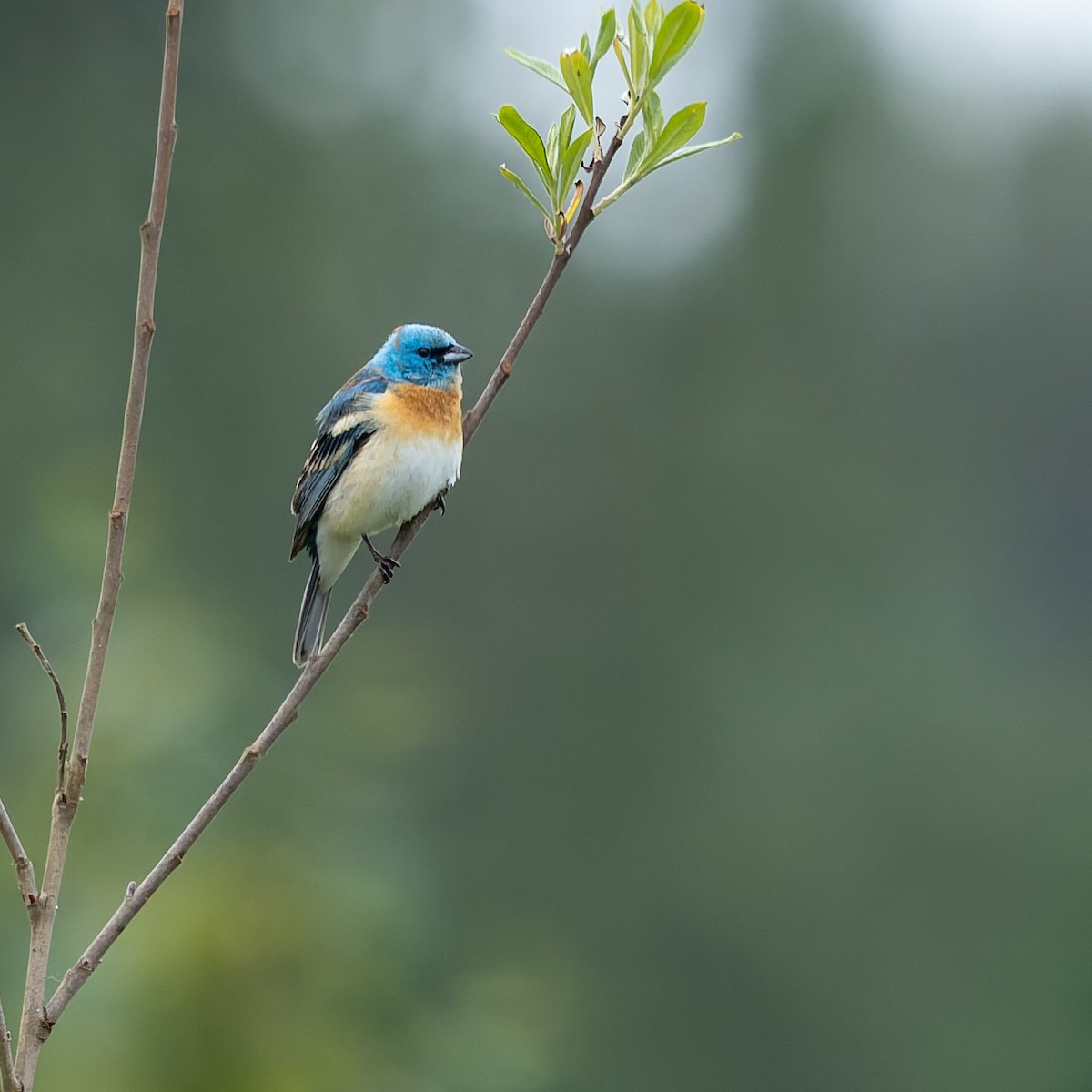 Lazuli Bunting - ML636958237
