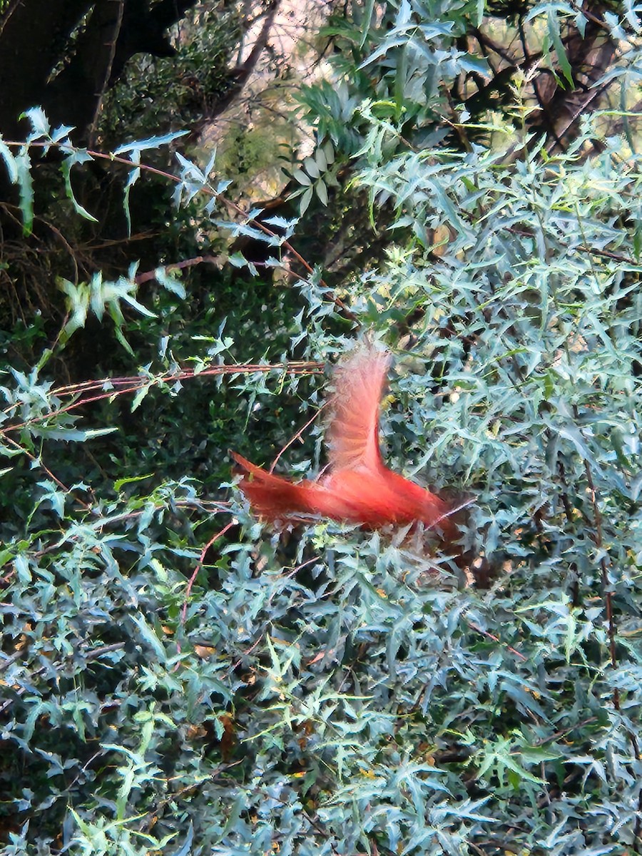 Northern Cardinal - ML636958399