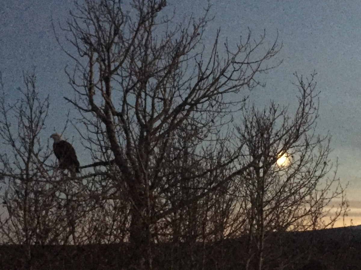Bald Eagle - ML636958648